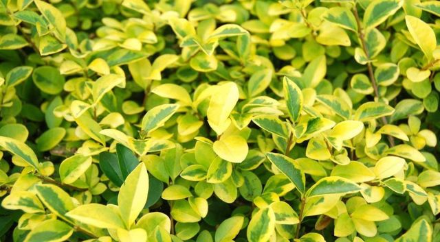 Les plantes de haies plus connues en Europe