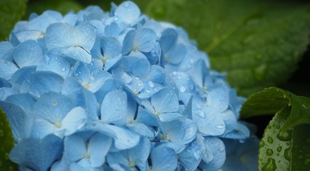 Plantes de haies par climat variable