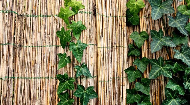 Plantes grimpantes comme haie