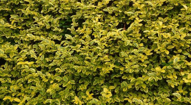 Le printemps: les plantes à feuilles caduques se réveillent