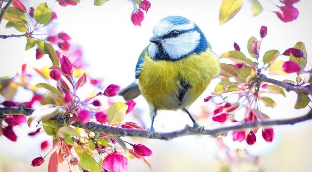 Les meilleures plantes de haies pour le jardin naturel
