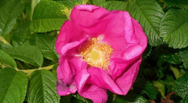 Les roses comme haie