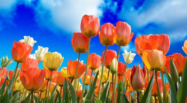 jardin fleurs