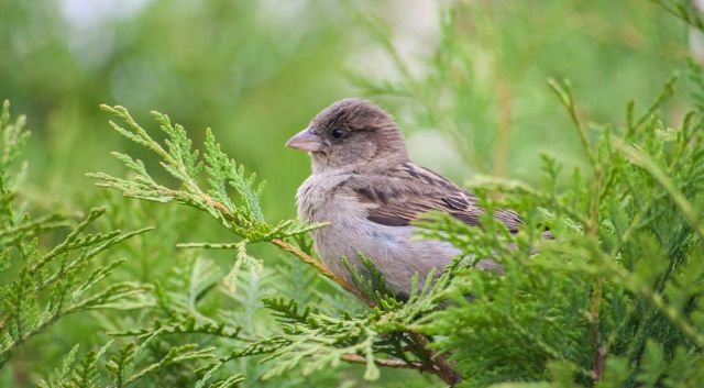 Des oiseaux dans votre jardin