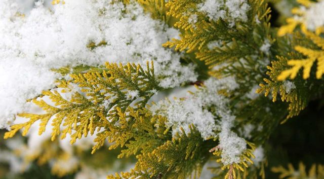 L'hiver: le repos pour les plantes