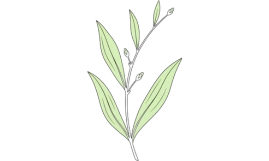 Plant in voorjaar
