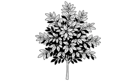 Plant in zomer