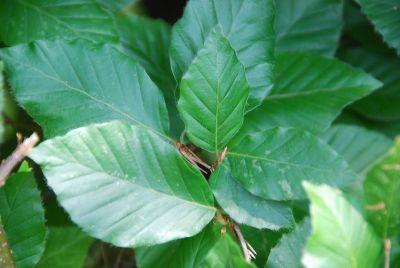 Acheter des plantes en ligne