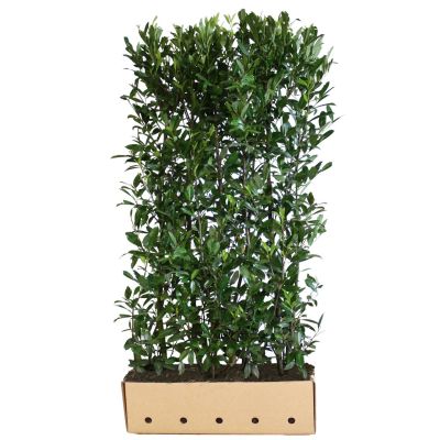 Laurier palme 'Caucasica' Haies prêtes à planter 180 cm Prêts à planter