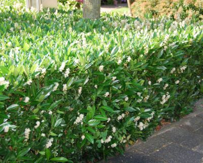 Laurier cerise 'Otto Luyken'