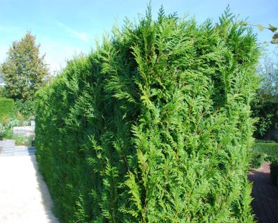 Thuya du Canada 'Brabant'