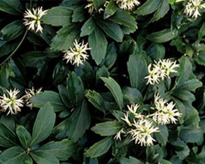 Pachysandra 'Green Sheen'