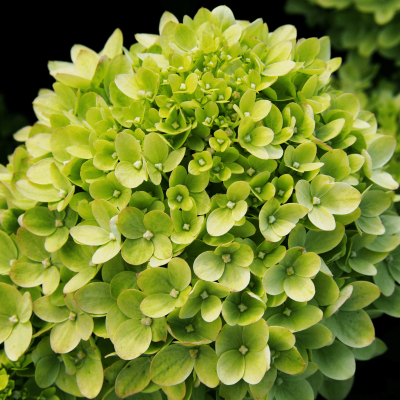 Hortensia paniculé 'Little Lime'
