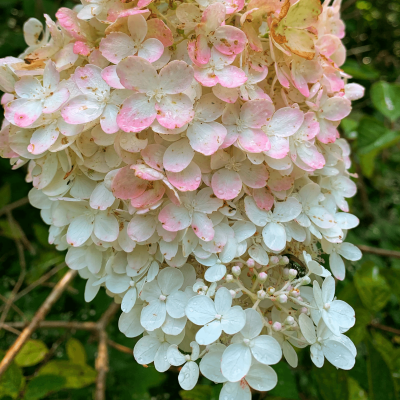 Hortensia paniculé 'Pink Lady'