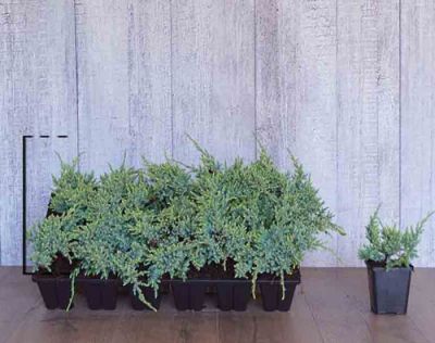 Juniperus squamata 'Holger'