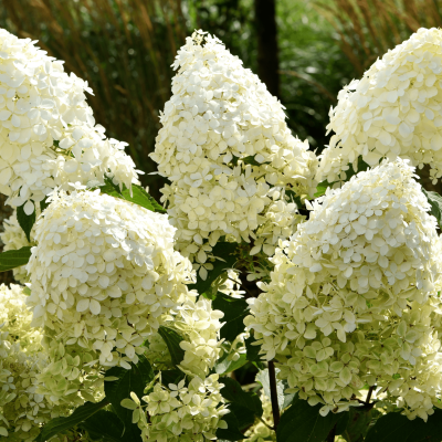 Hortensia paniculé 'Limelight'