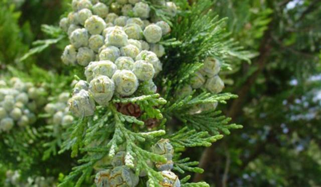 Après que les jolies plantes soient livrées