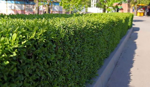 Dans quels jardins peut-on planter un Laurier-cerise ?