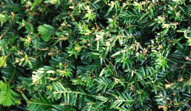 Ravageurs des taxus : le charançon du taxus