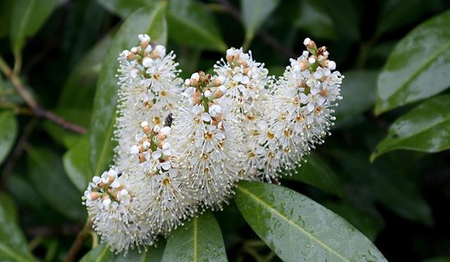 Qu'est-ce qui rend une haie de lauriers attrayante pour les insectes ?