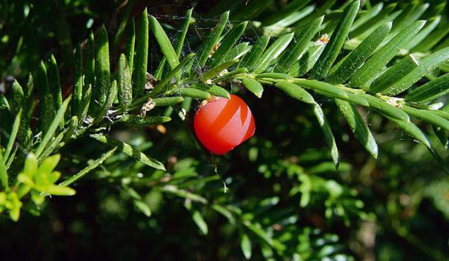 Pourquoi l'if est-il un si bon substitut du buis ?