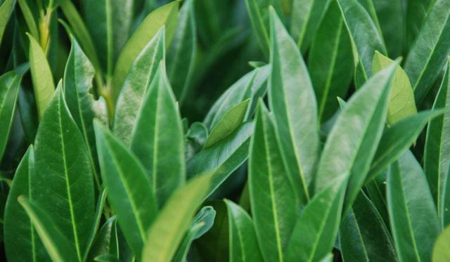 Ce à quoi il faut faire attention lors de la plantation