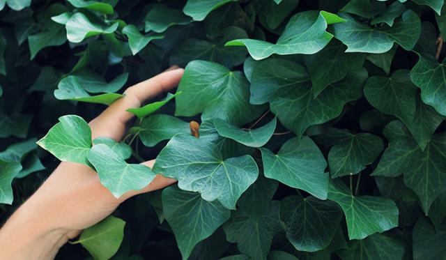 Le lierre comme plante de haie