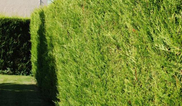 Comment planter une haie de conifères ?