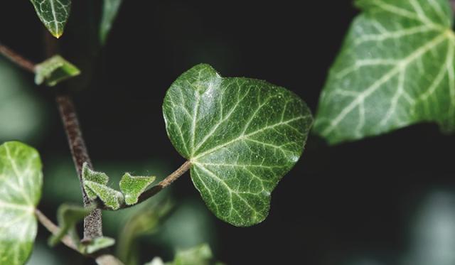 Avantages de nos haies grimpantes prêtes à planter