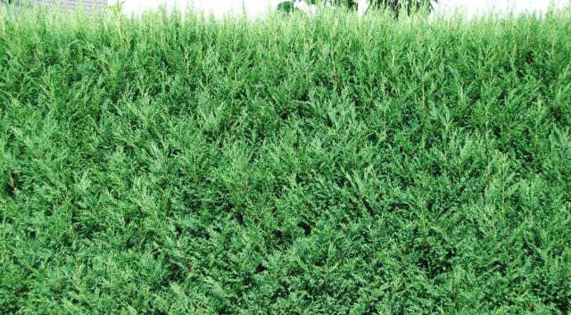 Comment savons-nous combien de plantes planter par mètre ?