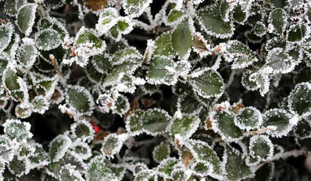 Perte de feuilles due au froid