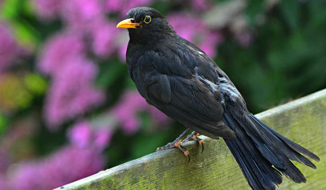Le troène est-il toxique pour les animaux ?