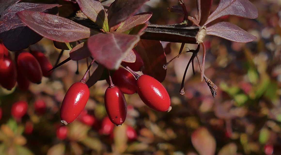 Andere bijzondere bladverliezende haagplanten zuurbes