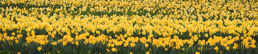 Bloembollen kopen bij Haagplanten.net