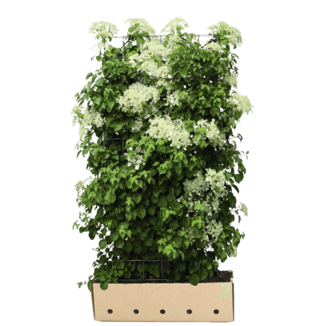 Hortensias jardin moderne