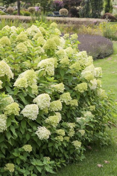 Hortensia Limelight