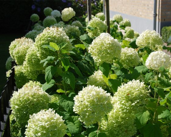 Hortensia Annabelle