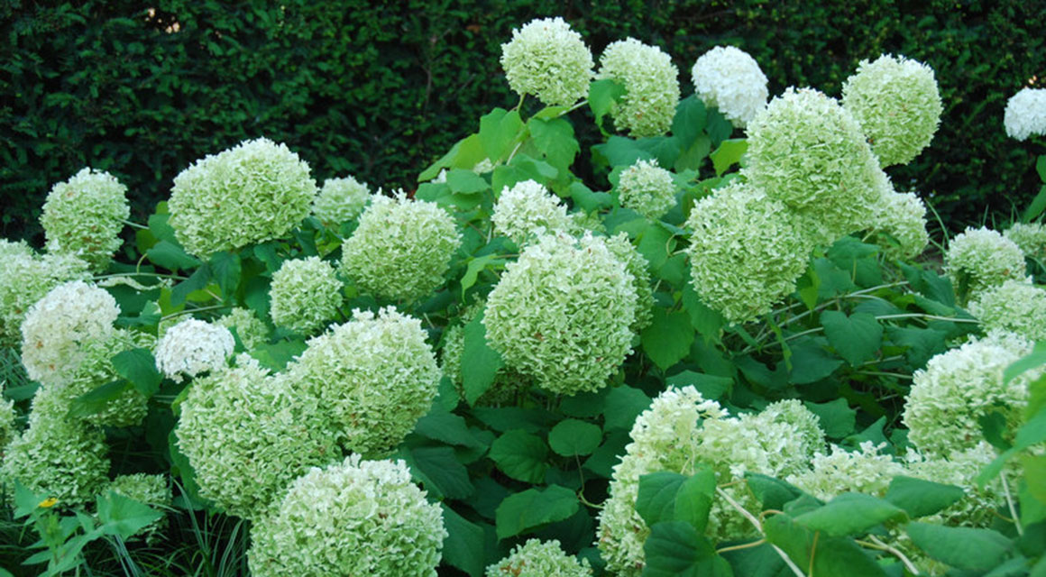 Créer une haie d’hortensias