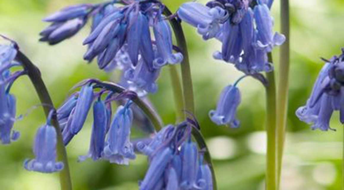 Bolbloemen tuin boshyacint