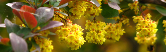 Acheter des plantes de haies