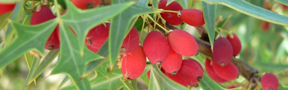 Acheter plantes de haies