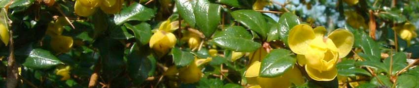 Nos Berberis sur Plantesdehaies.fr