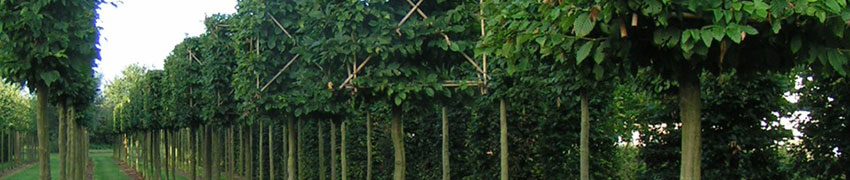 Pépinière de plantes de haies Pépinière de plantes de haies