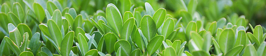 Plantes comme séparation de jardin Plantes comme séparation de jardin