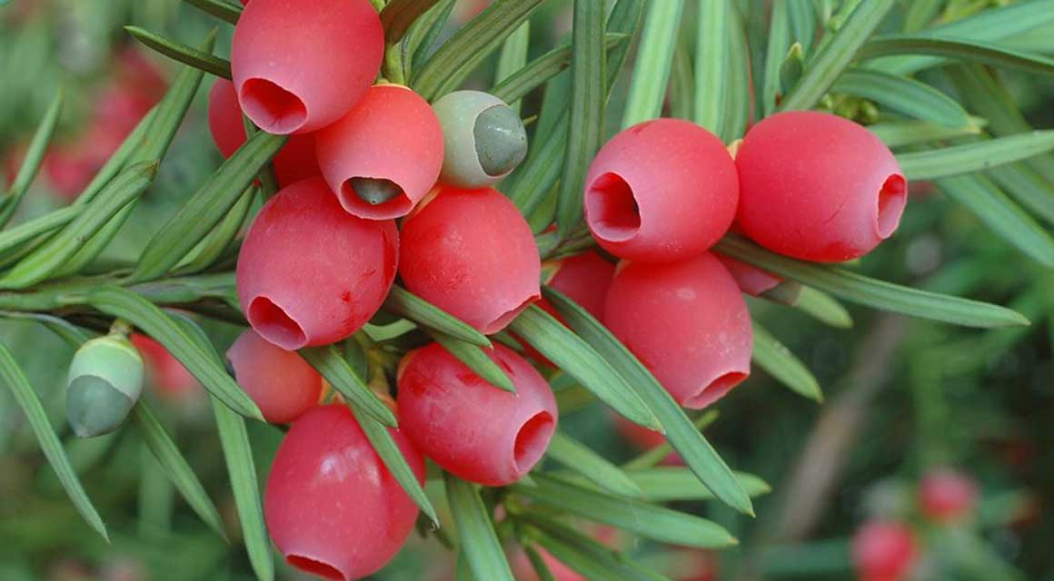 Haagplanten Europa taxus