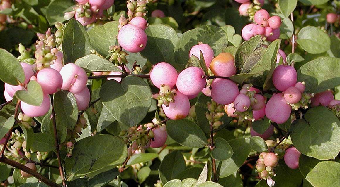 Welke haagplanten passen in een pot