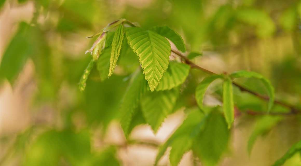 Hêtre à grandes feuilles