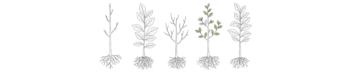 Plantes de haie à racines nues