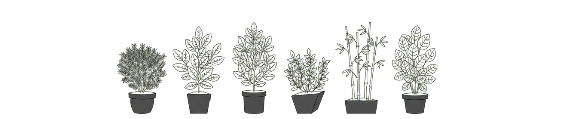 Plantes de haie en pot