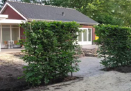 Haies prêtes à planter dans votre jardin